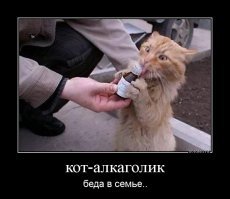 Подражая котоматрице