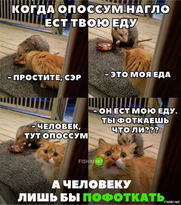 Подражая котоматрице