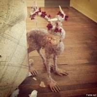 Не крыса и не червь: жительница Великобритании сняла на видео загадочное существо