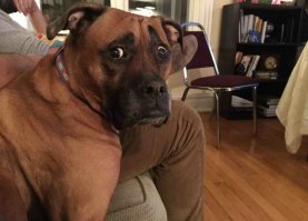 Мощные челюсти грифовой черепахи