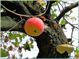 а вот-телефон самсунг jt i8000 :