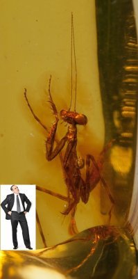 Я думаю нам не всё показывают!
Я думаю это должно выглядеть так, раз богомолу 12 миллионов лет!!!