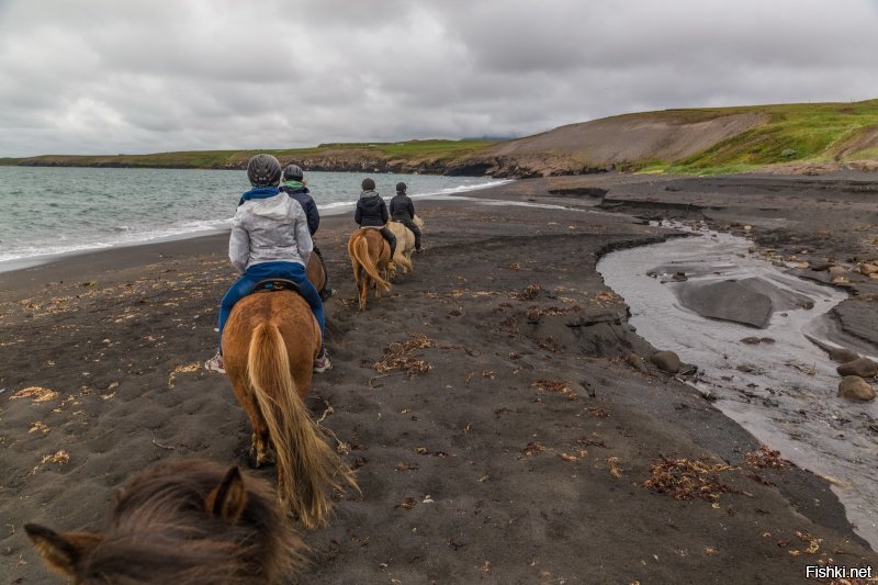 Исландские лошадки очень добрые и ласковые, с удовольствием дают себя гладить и очень послушны седоку. Вот, что я сам нащелкал.