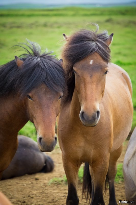 Исландские лошадки очень добрые и ласковые, с удовольствием дают себя гладить и очень послушны седоку. Вот, что я сам нащелкал.