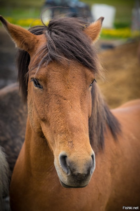 Исландские лошадки очень добрые и ласковые, с удовольствием дают себя гладить и очень послушны седоку. Вот, что я сам нащелкал.