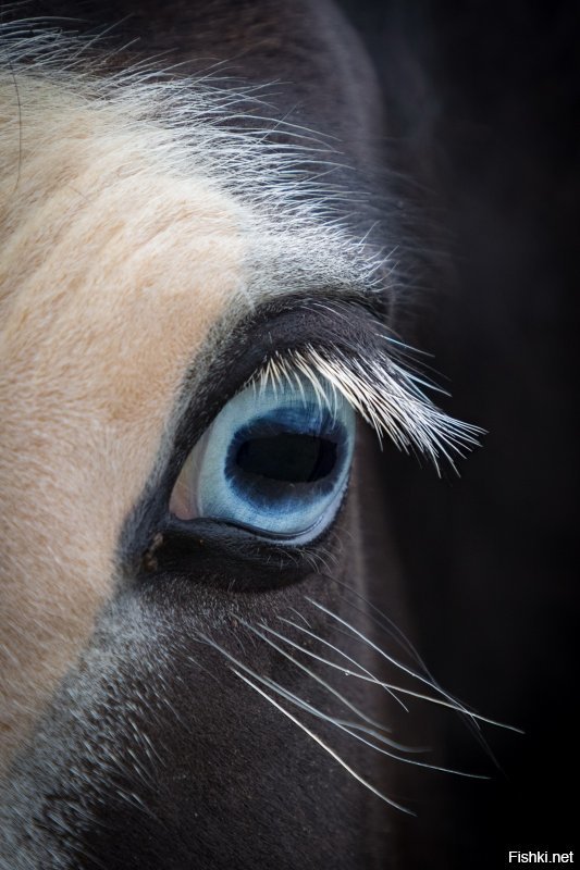 Исландские лошадки очень добрые и ласковые, с удовольствием дают себя гладить и очень послушны седоку. Вот, что я сам нащелкал.