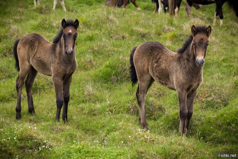 Исландские лошадки очень добрые и ласковые, с удовольствием дают себя гладить и очень послушны седоку. Вот, что я сам нащелкал.