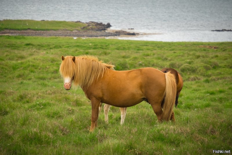Исландские лошадки очень добрые и ласковые, с удовольствием дают себя гладить и очень послушны седоку. Вот, что я сам нащелкал.