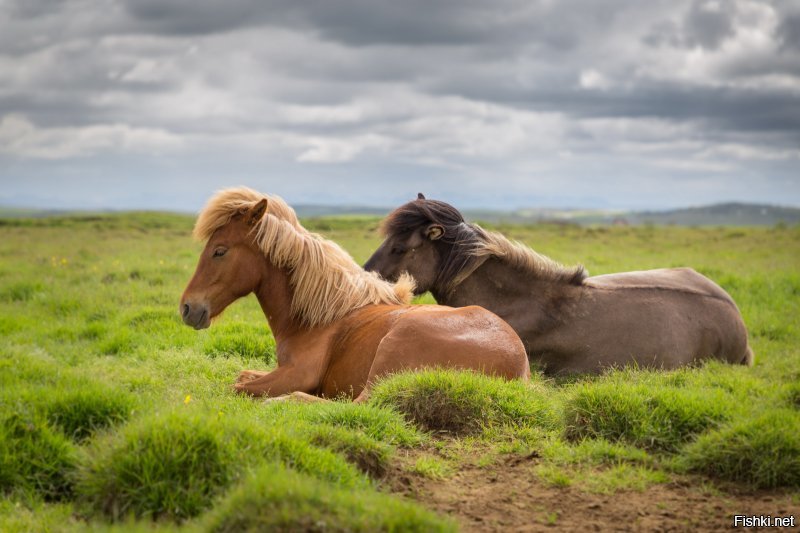 Исландские лошадки очень добрые и ласковые, с удовольствием дают себя гладить и очень послушны седоку. Вот, что я сам нащелкал.