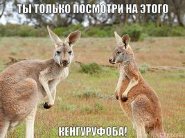 Десятки кенгуру оккупировали пригород столицы Австралии