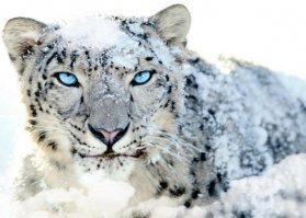 Кошачьи - Барс