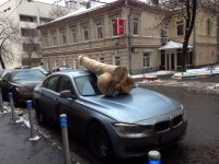 А это видимо к женскому счастью