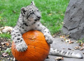 Кошачьи - Барс