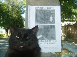 В Москве объявлен план "лапки": из дома-музея Булгакова украли кота Бегемота