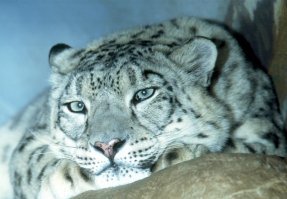 Кошачьи - Барс