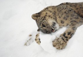 Кошачьи - Барс