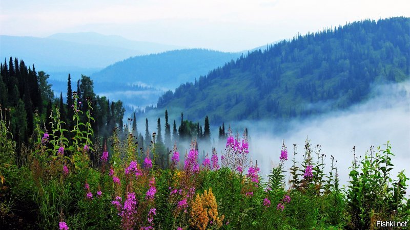 Раннее утро в горах Кузнецкого Алатау. Цветы иван-чая и золотарника в росе