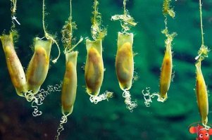 Это яйцо акулы)