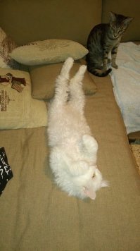 О эти подушечные коты ... ))))