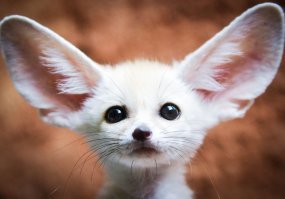 Акустические зеркала — необычные памятники временам Первой мировой