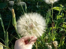 козлобородник