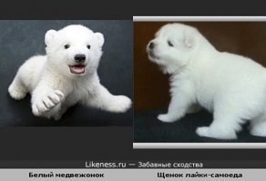 Шпиц, брошенный заводчиками, стал звездой инстаграма