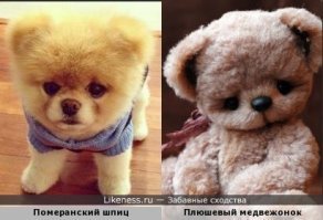 Шпиц, брошенный заводчиками, стал звездой инстаграма