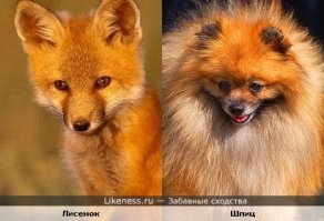 Шпиц, брошенный заводчиками, стал звездой инстаграма