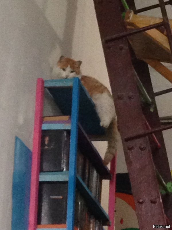 Это Блинчик.....Сказочный крендель и кекс. К выше сказанному много чего можно добавить. Падал со второго этажа отжав москитную сетку....