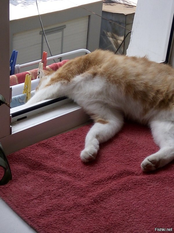 Это Блинчик.....Сказочный крендель и кекс. К выше сказанному много чего можно добавить. Падал со второго этажа отжав москитную сетку....