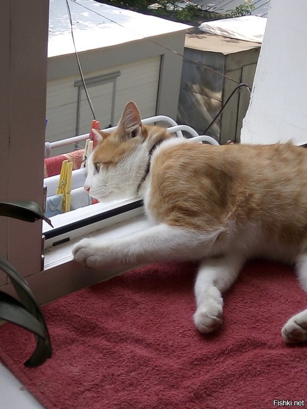 Это Блинчик.....Сказочный крендель и кекс. К выше сказанному много чего можно добавить. Падал со второго этажа отжав москитную сетку....