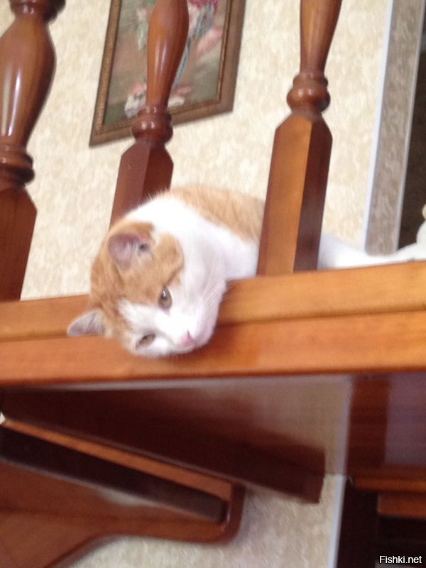 Это Блинчик.....Сказочный крендель и кекс. К выше сказанному много чего можно добавить. Падал со второго этажа отжав москитную сетку....