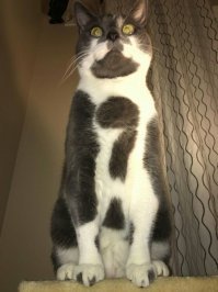 угадайте, чей же это котик?!