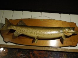 у меня маленькое уточнение: бутафорские "вина"...
как элементы декора хорошее, да и вообще вино хранить не будут, любой продукт требует определенных условий хранения. Продукты надо или правильно хранить, или потом их не употреблять. 
Если хозяин снял со стены бутылку вина и открыл, интересно из такой щуки он тоже рано или поздно уху сварит?