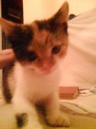 А у нас вот такое получилось.
Жена в центре города с дерева сняла эту "наглую лохматую ххадюку" ;)