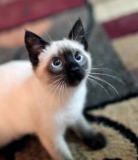 Народ, кому котёнок нужен? Видно, выкинули из дома, нашли в переноске на улице под дождём. Территориально Жаворонки, Одинцовский р-он. С виду - прям котёнок Гав, вот такая расцветка, как на фотке. Сейчас в гараже у человека живёт. Коту, по всей видимости, нужно лечение, у человека возможности ухаживать нет. Ищет, кому отдать. Если кто решится взять кота,  напишите nutkraker сабака yahoo точка com или наберите 89Iб I278З57