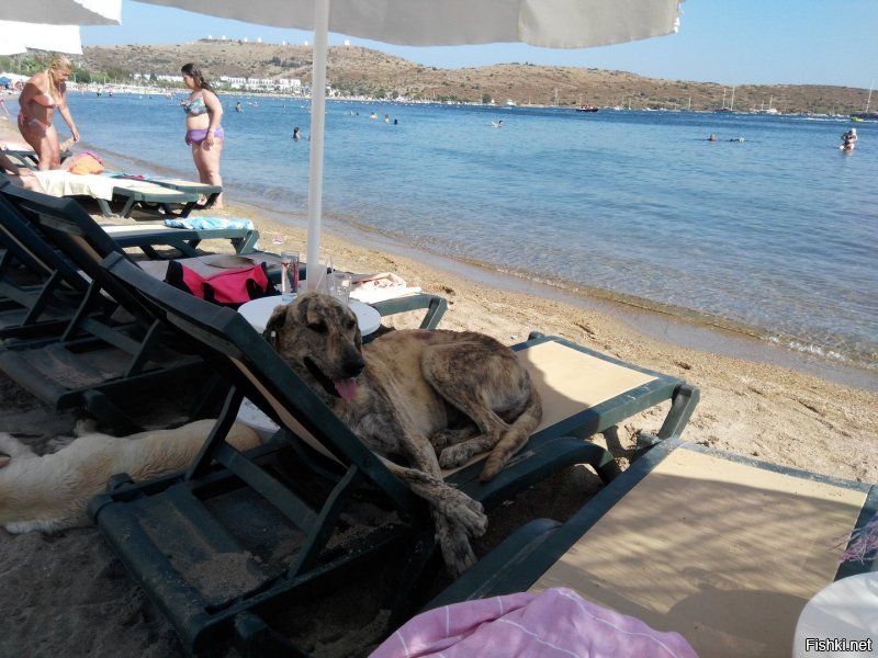Бездомные собаки на пляже в Бодруме (Турция), правда с чипами в ушах.