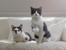 Парень и девушка взяли из приюта очень толстого кота и решили привести его в норму