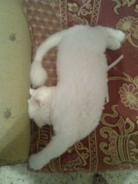 Этот найден со сломанной челюстью и выбитыми суставами задних ног,сейчас ему 15 лет.