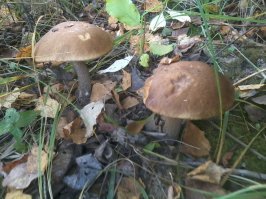 У меня на даче сами растут.:)