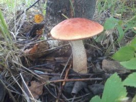 У меня на даче сами растут.:)