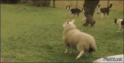 Собака загоняет овец в кузов грузовика