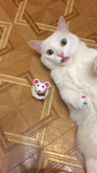 три года назад дочка с мусорки принесла котенка-девочку (ей было ок 2-3 месяцев, так врачи сказали), она была зажата между мусорными баками. котик была блохастая, в лишаях и оч грязная... сильно истощена и у неё не было голоса (вероятно котенок не один день "плакала" там)... вылечили и откормили, теперь это здоровая 3-х летняя кошечка)) фото "до" нет, так как не промелькнула мысль фотографировать, была только одна мысль - накормить, скорее отнести её в клинику, потом отмыть)) вот наша котейка))