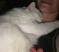 три года назад дочка с мусорки принесла котенка-девочку (ей было ок 2-3 месяцев, так врачи сказали), она была зажата между мусорными баками. котик была блохастая, в лишаях и оч грязная... сильно истощена и у неё не было голоса (вероятно котенок не один день "плакала" там)... вылечили и откормили, теперь это здоровая 3-х летняя кошечка)) фото "до" нет, так как не промелькнула мысль фотографировать, была только одна мысль - накормить, скорее отнести её в клинику, потом отмыть)) вот наша котейка))