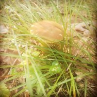 Сгоняла уже на выходных) Ждем дождика, чтобы продолжить охоту) В этот раз: белые, моховики, поддубники, подберезовики, лисички и тещин язык (на последнем фото. не знаю его правильное название, у нас его так называют)