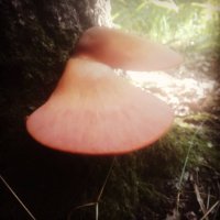 Сгоняла уже на выходных) Ждем дождика, чтобы продолжить охоту) В этот раз: белые, моховики, поддубники, подберезовики, лисички и тещин язык (на последнем фото. не знаю его правильное название, у нас его так называют)