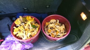 У нас пока, только лисички, белых чуть чуть (сыроежки и всякое другое не считаю)