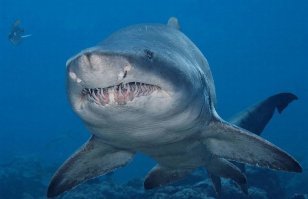 Акулы на 1, 6 и 7 фото к тигровой отношения не имеют.