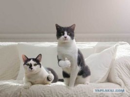 Мир кошек