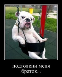 Демотиваторы с собаками